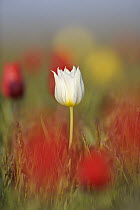 White Wild tulip (Tulipa schrenkii) Rostovsky Nature Reserve, Rostov Region, Russia, April 2009