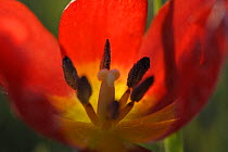 Close-up inside Wild tulip (Tulipa schrenkii, ) Rostovsky Nature Reserve, Rostov Region, Russia, April 2009