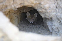 Young Corsac fox (Vulpes corsac) looking out of den, Rostovsky Nature Reserve, Rostov Region, Russia, April 2009
