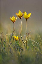 Rare yellow Bieberstein tulips (Tulipa biebersteiniana) in flower, Rostovsky Nature Reserve, Rostov Region, Russia, April 2009