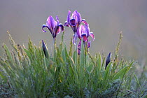 Dwarf irises (Iris pumila) flowering, Rostovsky Nature Reserve, Rostov Region, Russia, April 2009