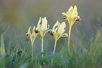 Four Dwarf irises (Iris pumila) in flower, Rostovsky Nature Reserve Rostov Region, Russia, April 2009