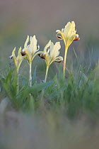 Dwarf irises (Iris pumila) in flower, Rostovsky Nature Reserve, Rostov Region, Russia, April 2009