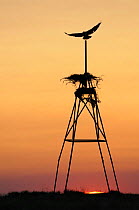 Long-legged buzzard (Buteo rufinus) flying over nest on a tower silhouetted at sunset, Cherniye Zemli (Black Earth) Nature Reserve, Kalmykia, Russia, April 2009