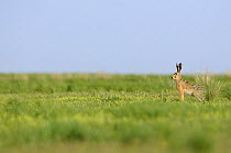 European brown hare (Lepus europaeus) Cherniye Zemli (Black Earth) Nature Reserve, Kalmykia, Russia, May 2009