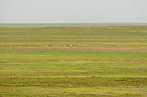Saiga antelope (Saiga tatarica) herd in distance, near Cherniye Zemli (Black Earth) Nature Reserve, Kalmykia, Russia, May 2009