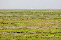Saiga antelope (Saiga tatarica) herd near Cherniye Zemli (Black Earth) Nature Reserve, Kalmykia, Russia, May 2009