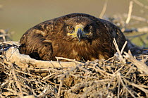 Steppe eagle (Aquila nipalensis) on nest, Cherniye Zemli (Black Earth) Nature Reserve, Kalmykia, Russia, May 2009