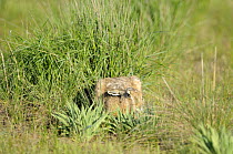 European brown hare (Lepus europaeus) sitting in grass, Cherniye Zemli (Black Earth) Nature Reserve, Kalmykia, Russia, May 2009