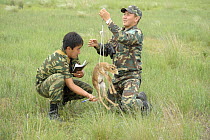 Newborn Saiga antelope (Saiga tatarica) being weighed by staff of the Cherniye Zemli (Black Earth) Nature Reserve, Kalmykia, Russia, May 2009