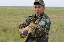 Saiga antelope (Saiga tatarica) being held for weighing and measuring by staff of the Cherniye Zemli (Black Earth) Nature Reserve, Kalmykia, Russia, May 2009