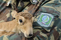 Newborn Saiga antelope (Saiga tatarica) being held for weighing and measuring by staff of the Cherniye Zemli (Black Earth) Nature Reserve, Kalmykia, Russia, May 2009