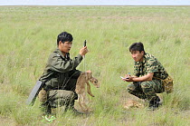 Saiga antelope (Saiga tatarica) newborn being weighed and measured by staff of the Cherniye Zemli (Black Earth) Nature Reserve, Kalmykia, Russia, May 2009