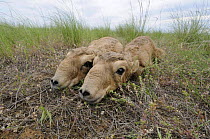 Two newborn Saiga antelope (Saiga tatarica) calves lying on ground, Cherniye Zemli (Black Earth) Nature Reserve, Kalmykia, Russia, May 2009