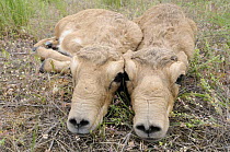 Two newborn Saiga antelopes (Saiga tatarica) calves lying on ground, Cherniye Zemli (Black Earth) Nature Reserve, Kalmykia, Russia, May 2009