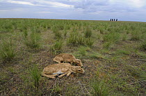 Two newborn Saiga antelope (Saiga tatarica) calves lying on the ground, with staff of Cherniye Zemli (Black Earth) Nature Reserve in the background, Kalmykia, Russia, May 2009