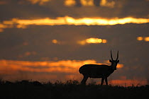 Male Saiga antelope (Saiga tatarica) silhouetted, Cherniye Zemli (Black Earth) Nature Reserve, Kalmykia, Russia, May 2009