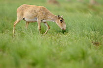 Female Saiga antelope (Saiga tatarica) grazing, Cherniye Zemli (Black Earth) Nature Reserve, Kalmykia, Russia, May 2009. WWE INDOOR EXHIBITION
