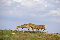 Saiga antelopes (Saiga tatarica) Cherniye Zemli (Black Earth) Nature Reserve, Kalmykia, Russia, May 2009