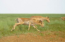 Saiga antelopes (Saiga tatarica) male and female, running, Cherniye Zemli (Black Earth) Nature Reserve, Kalmykia, Russia, May 2009