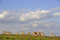 Saiga antelope (Saiga tatarica) herd at salt lick, Cherniye Zemli (Black Earth) Nature Reserve, Kalmykia, Russia, May 2009
