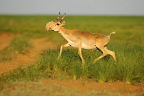 Male Saiga antelope (Saiga tatarica) running, Cherniye Zemli (Black Earth) Nature Reserve, Kalmykia, Russia, May 2009 WWE BOOK PLATE. WWE OUTDOOR EXHIBITION Wild Wonders kids book.