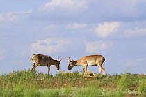 Two male Saiga antelopes (Saiga tatarica) Cherniye Zemli (Black Earth) Nature Reserve, Kalmykia, Russia, May 2009