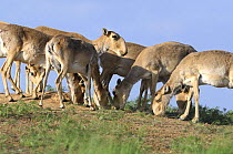 Saiga antelopes (Saiga tatarica) licking salt from the ground near Cherniye Zemli (Black Earth) Nature Reserve, Kalmykia, Russia, May 2009