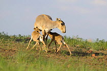 Saiga antelope (Saiga tatarica) with two calves suckling near Cherniye Zemli (Black Earth) Nature Reserve, Kalmykia, Russia, May 2009