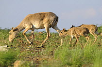 Saiga antelope (Saiga tatarica) mother with two calves, Cherniye Zemli (Black Earth) Nature Reserve, Kalmykia, Russia, May 2009
