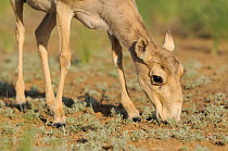 Female Saiga antelope (Saiga tatarica) feeding, Cherniye Zemli (Black Earth) Nature Reserve, Kalmykia, Russia, May 2009