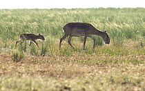 Saiga antelope (Saiga tatarica) calf, Cherniye Zemli (Black Earth) Nature Reserve, Kalmykia, Russia, May 2009