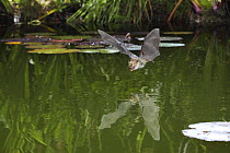 Natterer's bat (Myotis nattereri) flying low over a pond at night, Surrey, UK