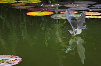 Brown long-eared bat (Plecotus auritus) drinking from a lily pond at night, Surrey, UK