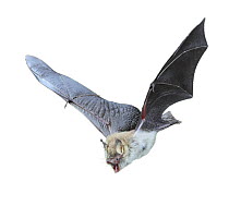 Natterer's bat (Myotis nattereri) in flight, Surrey, UK