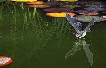 Brown long eared bat (Plecotus auritus) drinking from the surface of a lily pond, Surrey, UK