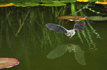 Brown long eared bat (Plecotus auritus) about to drink from the surface of a lily pond, Surrey, UK