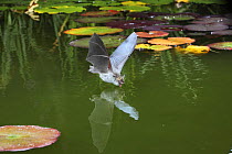 Natterer's bat (Myotis nattereri) drinking from the surface of a lily pond, Surrey, UK