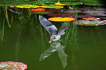 RF- Natterer's bat (Myotis nattereri) drinking from the surface of a lily pond, Surrey, UK (This image may be licensed either as rights managed or royalty free.)