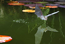 Natterer's bat (Myotis nattereri) just after drinking from the surface of a lily pond, Surrey, UK