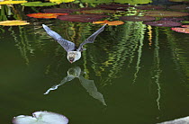 Natterer's bat (Myotis nattereri) about to drink from the surface of a lily pond, Surrey, UK