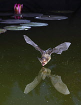 Brown long eared bat (Plecotus auritus) drinking from a lily pond at dusk, Surrey, UK