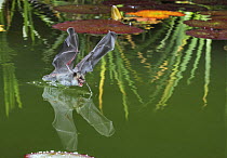 Natterer's bat (Myotis nattereri) drinking from the surface of a lily pond, Surrey, UK