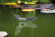 Natterer's bat (Myotis nattereri) flying in to drink from the surface of a pond, Surrey, UK