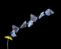 Chalkhill blue butterfly (Polyommatus coridon) male taking off from flower, multiple exposure 7 images at 20 millisecond intervals, Surrey, UK