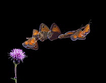 Hedge brown butterfly (Pyonia titthonus) female, taking off from a thistle flowermultiple exposure 7 images at 20 millisecond intervals, Surrey, UK