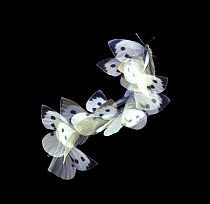 Female Large white butterfly (Pieris brassicae) in flight, Surrey, UK. Multiple exposure
