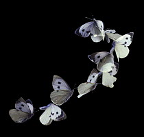 Large white butterfly (Pieris brassicae) in flight, multiple exposure nine images at 20 millisecond intervals, Surrey, UK