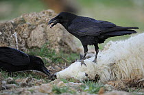 Common Ravens {Corvus corax} feeding on sheep carcass, Montejo de la Vega, Segovia, Castilla y Leon, Spain, March 2009