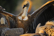 Griffon vulture (Gyps fulvus) with wings outstretched, Montejo de la Vega, Segovia, Castilla y Leon, Spain, March 2009